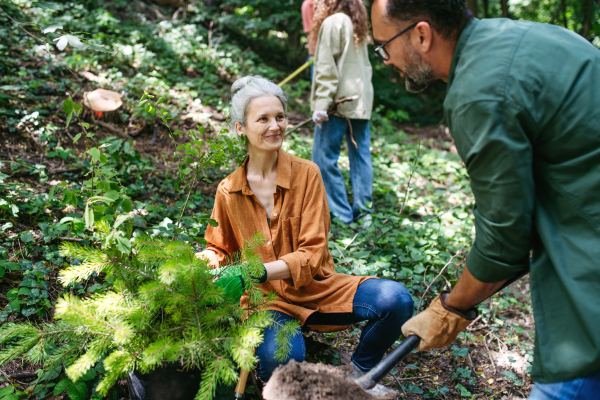 Volunteering for tree planting. Volunteers working in forest, planting sapling trees.