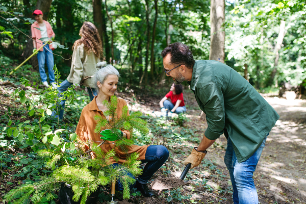 Volunteering for tree planting. Volunteers working in forest, planting sapling trees.