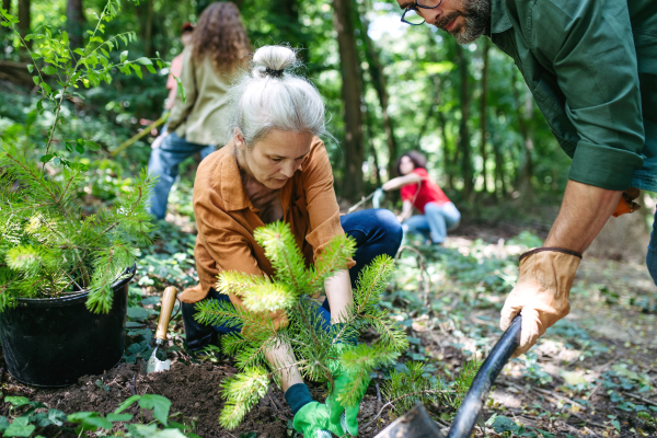 Volunteering for tree planting. Volunteers working in forest, planting sapling trees.