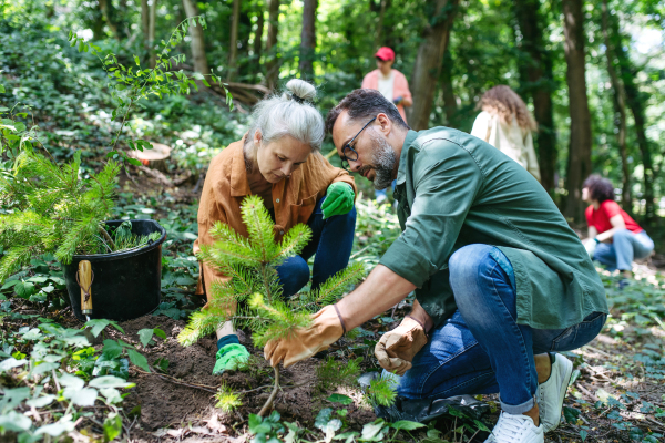 Volunteering for tree planting. Volunteers working in forest, planting sapling trees.