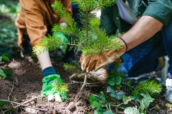 Volunteering for tree planting. Volunteers working in forest, planting sapling trees.