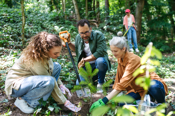 Group of volunteers working in forest, planting sapling trees. Teamwork concept.