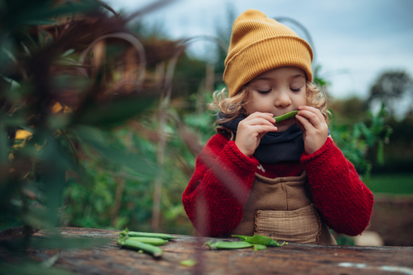 A little girl eating harvested organic peas in eco greenhouse in spring, sustainable lifestyle.