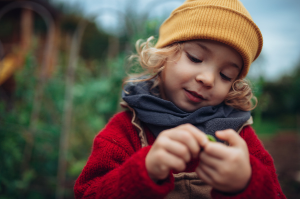 A little girl eating harvested organic peas in eco garden, sustainable lifestyle.