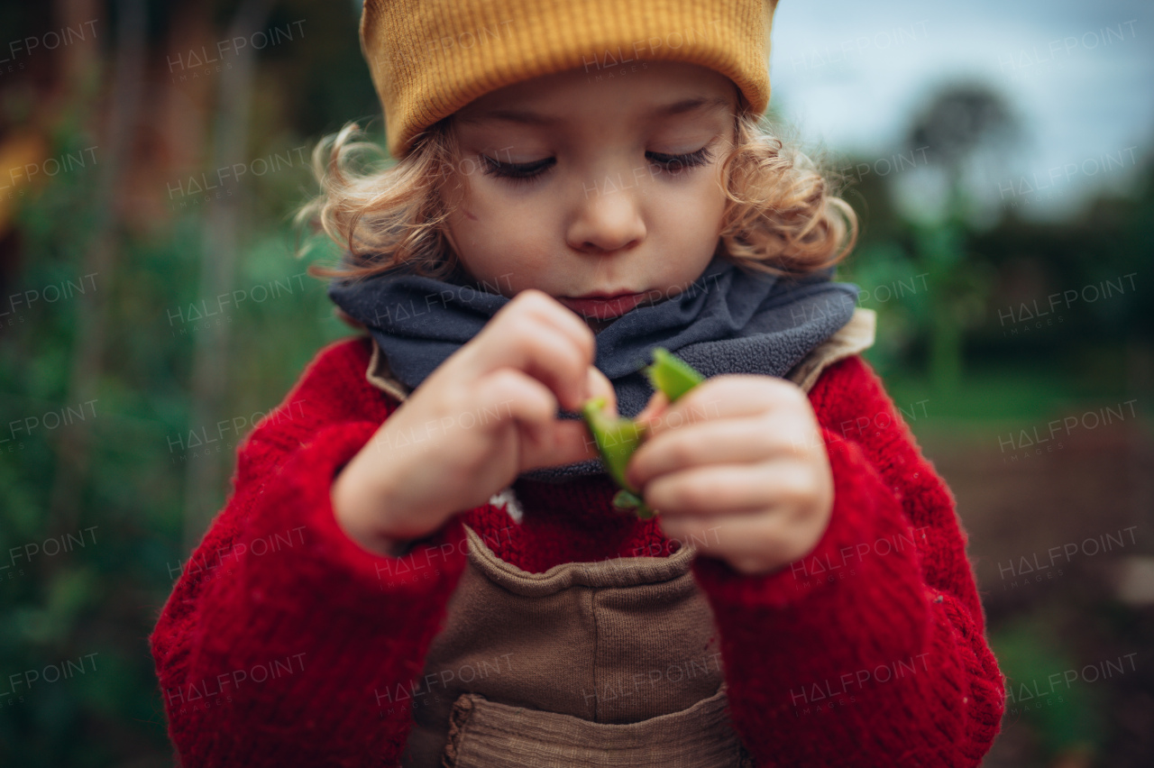 Little girl in autumn clothes eating harvested organic peas in eco garden, sustainable and zero waste lifestyle.