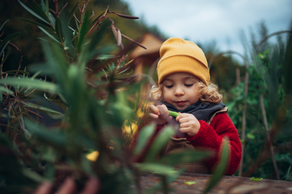 Little girl in autumn clothes eating harvested organic peas in eco garden, sustainable and zero waste lifestyle.