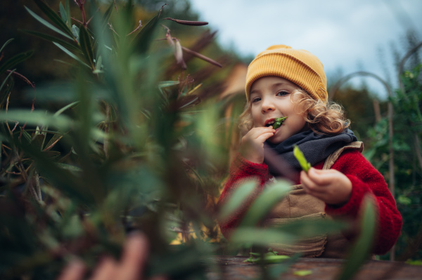 Little girl in autumn clothes eating harvested organic peas in eco garden, sustainable and zero waste lifestyle.