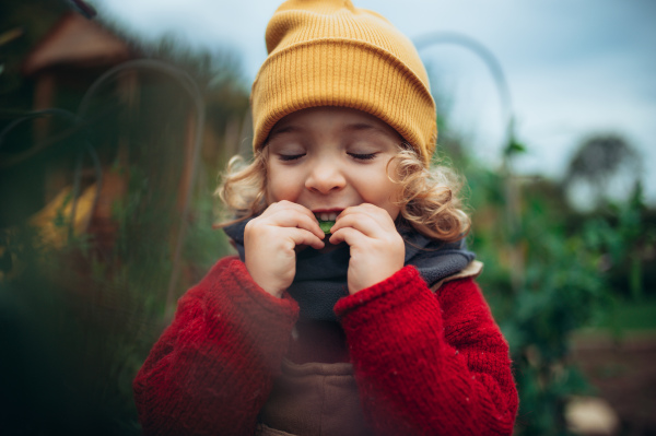 Little girl in autumn clothes eating harvested organic peas in eco garden, sustainable and zero waste lifestyle.