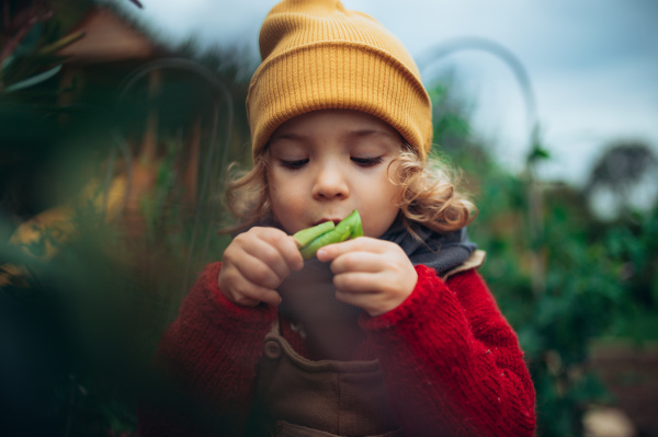 Little girl in autumn clothes eating harvested organic peas in eco garden, sustainable and zero waste lifestyle.