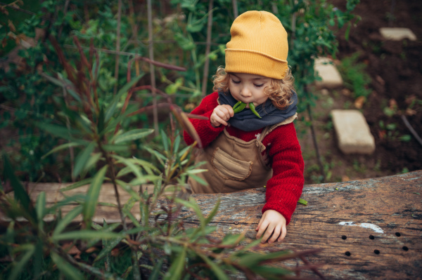 Little girl eating harvested organic peas in eco garden, sustainable lifestyle.