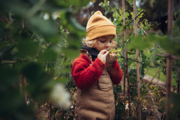 Little girl in autumn clothes eating harvested organic peas in eco garden, sustainable and zero waste lifestyle.