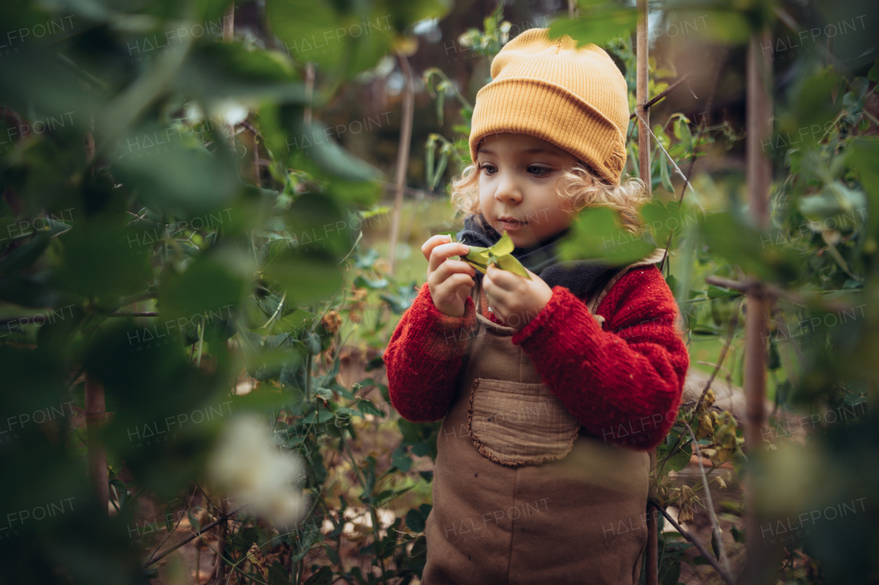 Little girl in autumn clothes eating harvested organic peas in eco garden, sustainable and zero waste lifestyle.