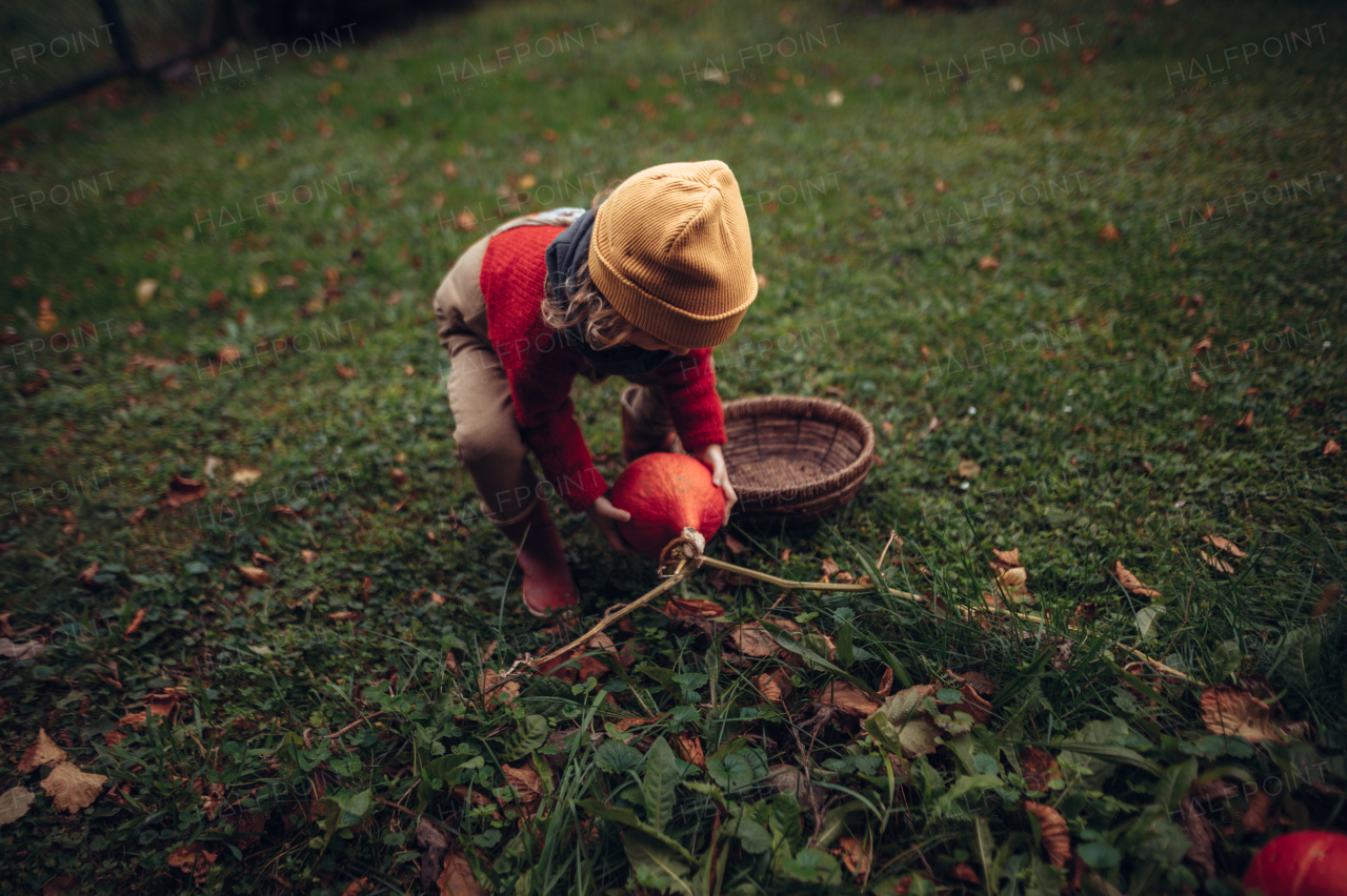 A little girl in autumn clothes harvesting organic pumpkin in her basket, sustainable lifestyle.