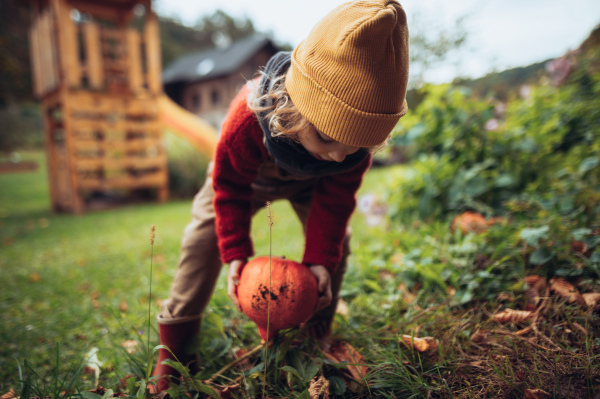 A little girl harvesting organic pumpkin in eco greenhouse in spring, sustainable lifestyle.