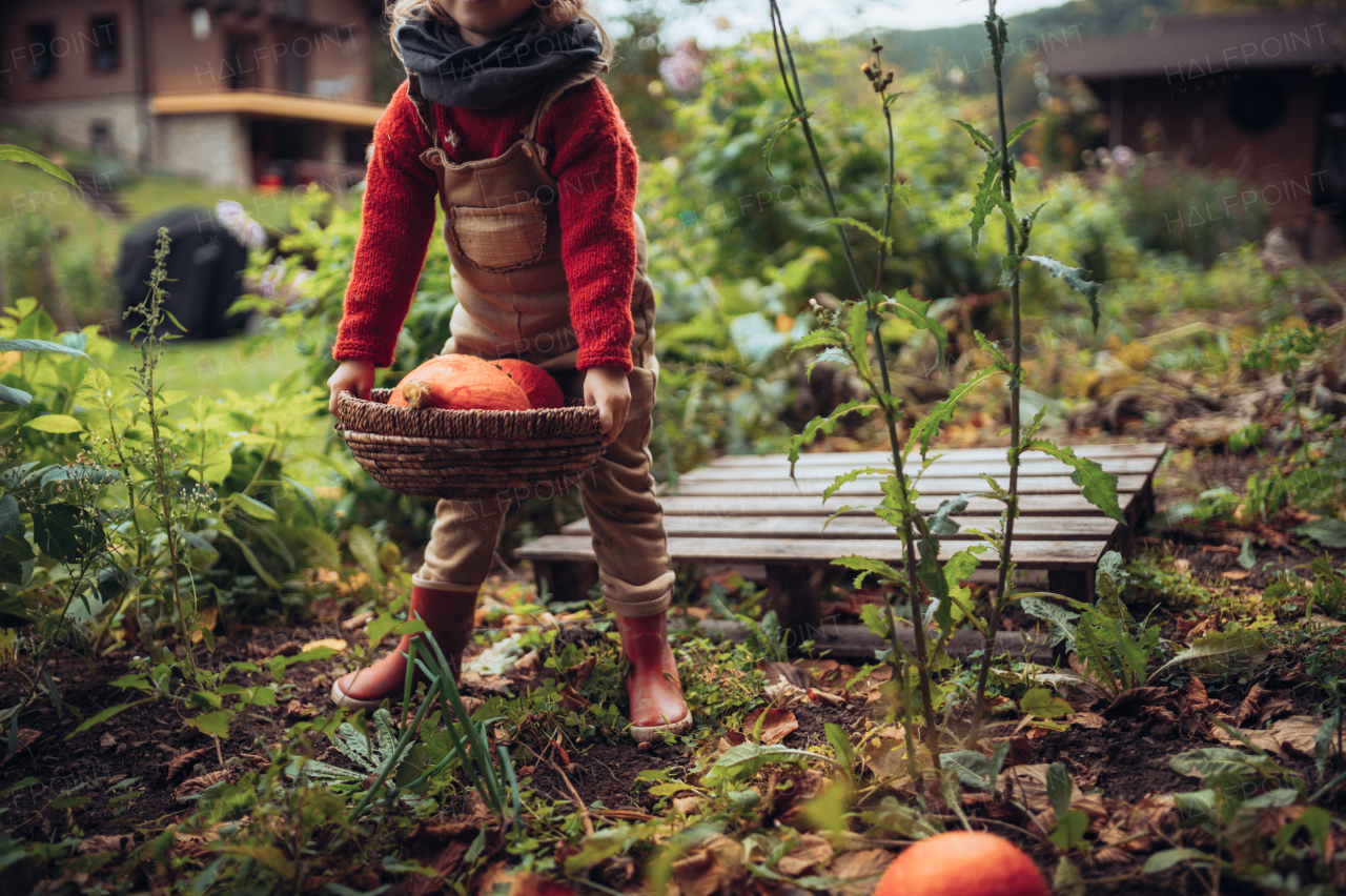 A little girl harvesting organic pumpkin in eco greenhouse in spring, sustainable lifestyle. Close-up.