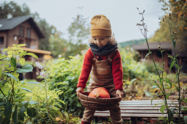 A little girl in autumn clothes harvesting organic pumpkin in her basket, sustainable lifestyle.