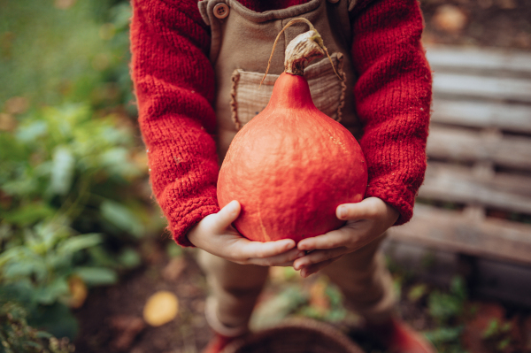 A little girl in autumn clothes harvesting organic pumpkin in her basket, sustainable lifestyle. Close-up.