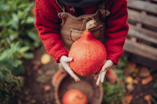 A little girl in autumn clothes harvesting organic pumpkin in her basket, sustainable lifestyle. Close-up.