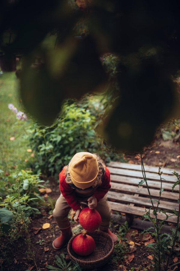 A little girl in autumn clothes harvesting organic pumpkin in her basket, sustainable lifestyle.