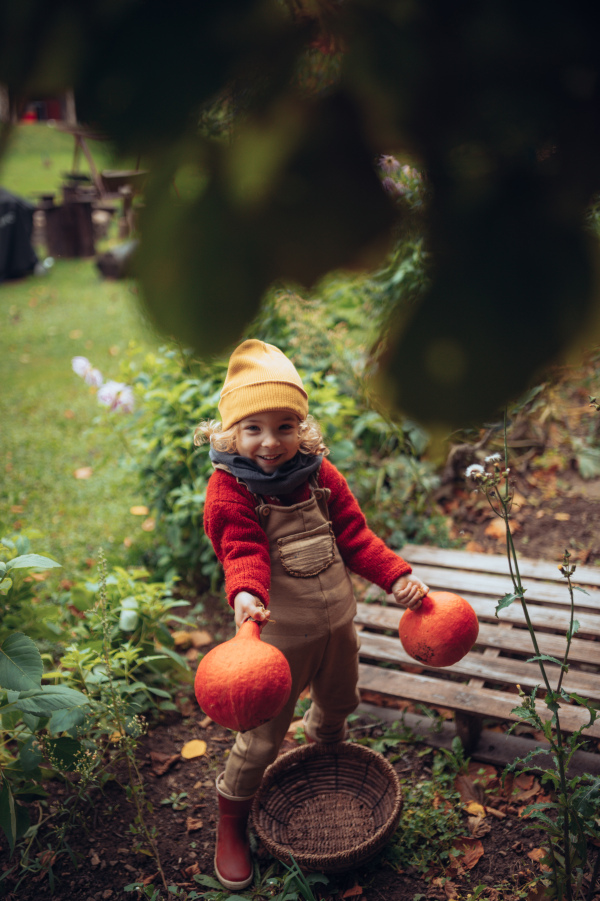 A little girl in autumn clothes harvesting organic pumpkin in her basket, sustainable lifestyle.