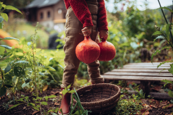 A little girl in autumn clothes harvesting organic pumpkin in her basket, sustainable lifestyle. Close-up.