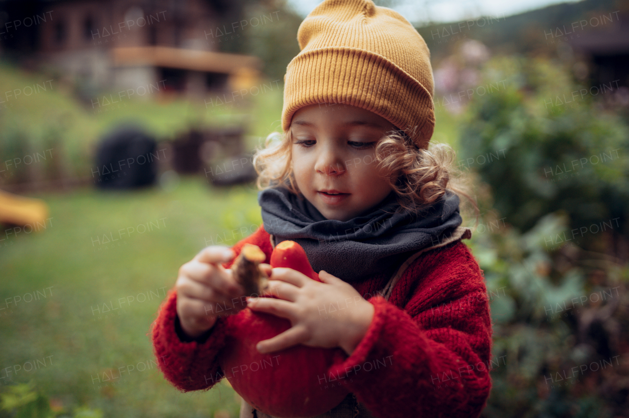 A little girl harvesting organic pumpkin in eco greenhouse in spring, sustainable lifestyle.