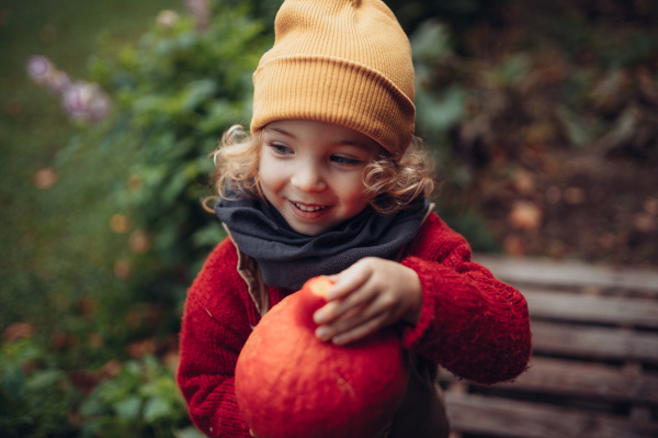 A little girl harvesting organic pumpkin in eco garden, sustainable lifestyle.