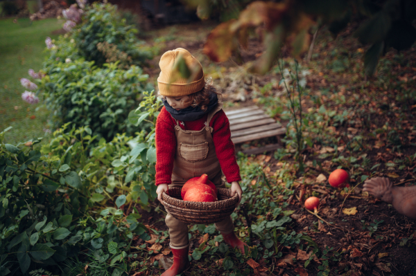 A little girl in autumn clothes harvesting organic pumpkin in her basket, sustainable lifestyle.