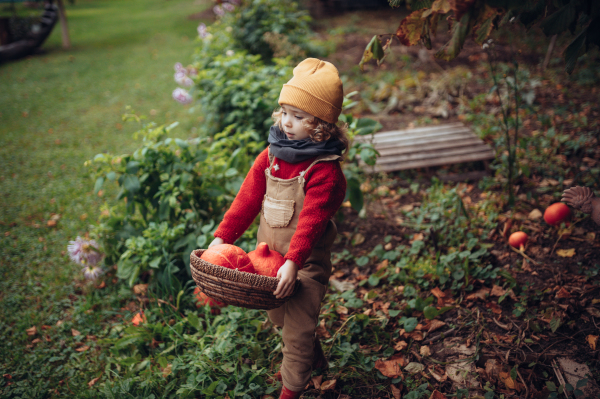 A little girl in autumn clothes harvesting organic pumpkin in her basket, sustainable lifestyle.