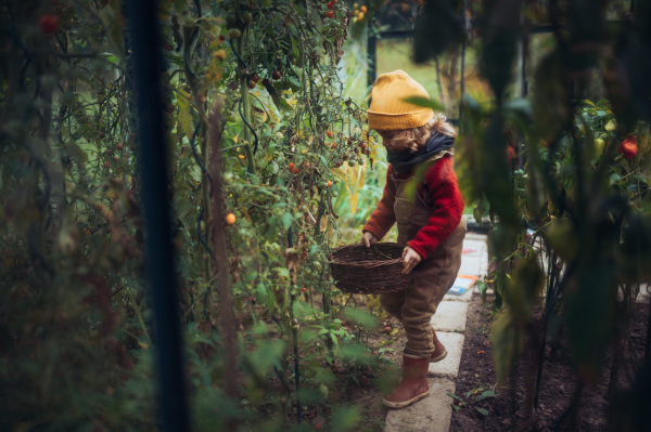 Little girl harvesting bio tomatoes in her basket in a family greenhouse.