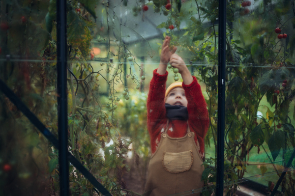 Little girl harvesting bio tomatoes in her basket in a family greenhouse.