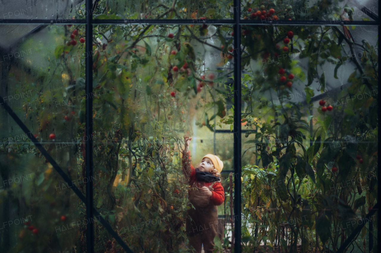 Little girl harvesting bio tomatoes in her basket in a family greenhouse.