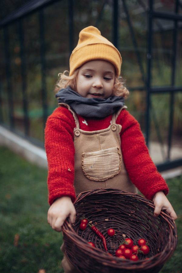 Little girl in autumn clothes harvesting bio vegetables in her basket in a family garden. Sustainable, bio and zero waste concept.