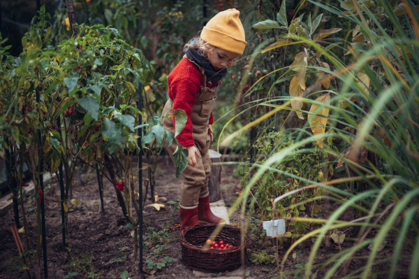 Little girl harvesting bio tomatoes in her basket in a family greenhouse.