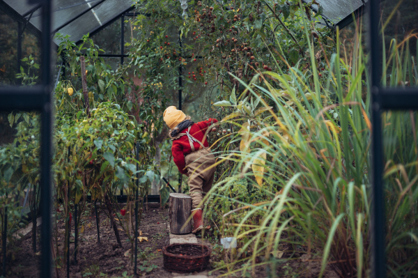 Little girl harvesting bio tomatoes in her basket in a family greenhouse, rear view.