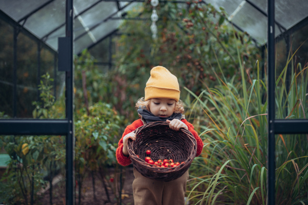 Little girl harvesting bio tomatoes in her basket in a family greenhouse. Autumn atmosphere.