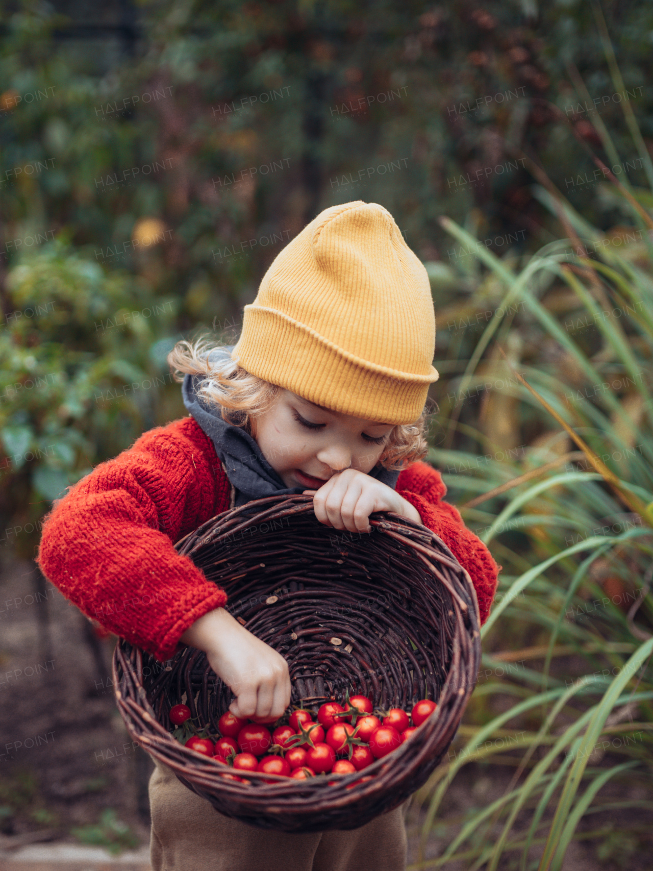 Little girl harvesting bio tomatoes in her basket in a family greenhouse. Autumn atmosphere.