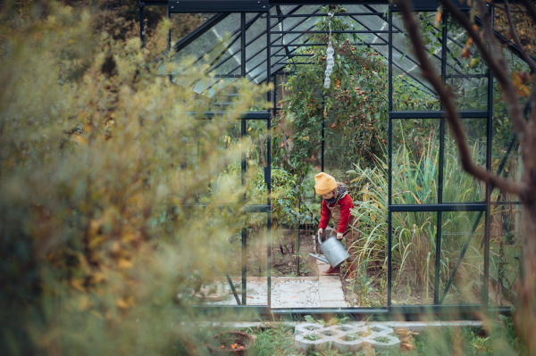 Little girl watering bio tomatoes in her basket in a family greenhouse.