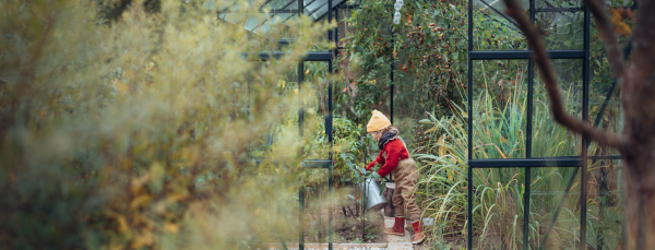 Little girl watering bio tomatoes in her basket in a family greenhouse.