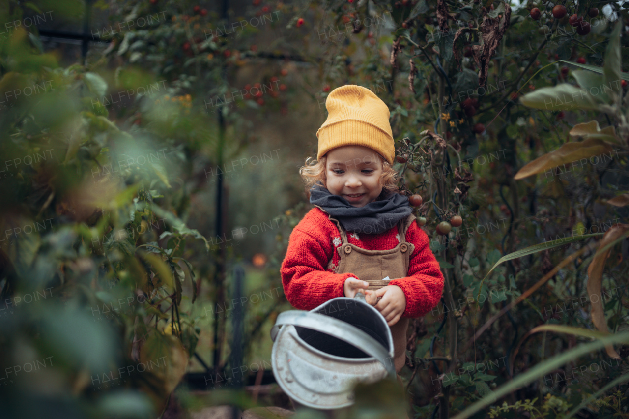 Little girl in autumn clothes watering bio vegetable in family greenhouse.