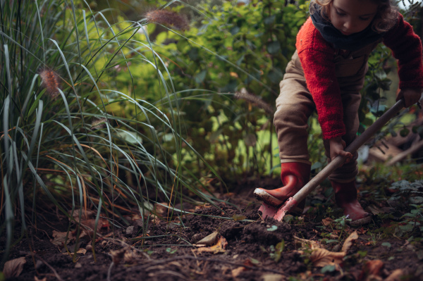 A litlle girl taking care of vegetable garden, spading soil.