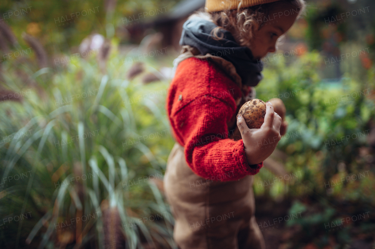 Close-up of a little girl in autumn clothes harvesting organic potatoes, sustainable lifestyle.