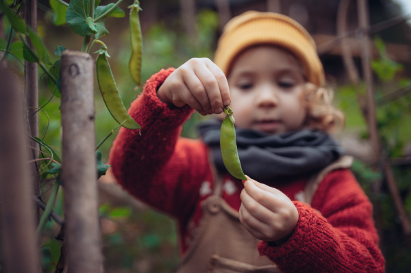 A little girl eating harvested organic peas in eco greenhouse in spring, sustainable lifestyle.