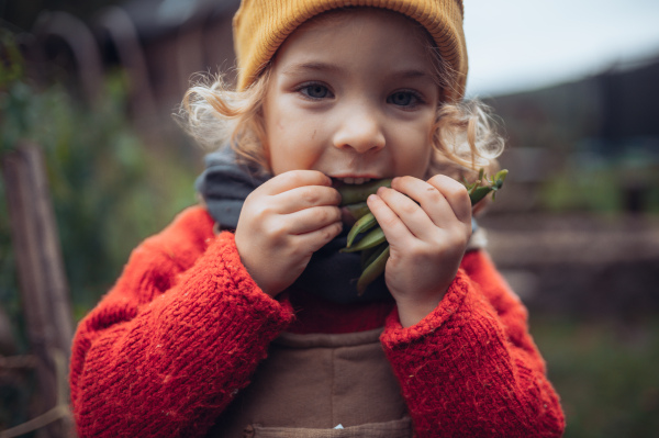 Little girl in autumn clothes eating harvested organic peas in eco garden, sustainable and zero waste lifestyle.