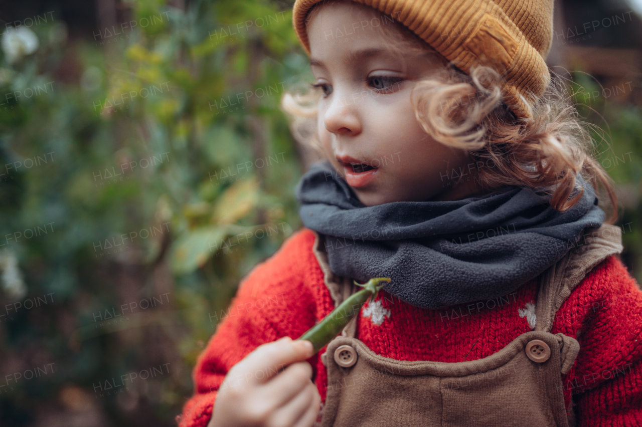 A little girl eating harvested organic peas in eco greenhouse in spring, sustainable lifestyle.