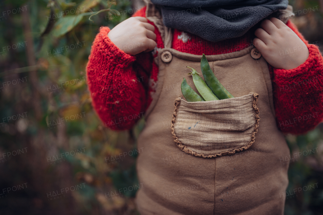 Close-up of little girl with bio peace from their garden in a pocket. Autumn atmosphere.