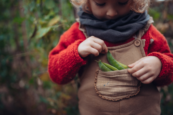 Close-up of little girl with bio peace from their garden in a pocket. Autumn atmosphere.