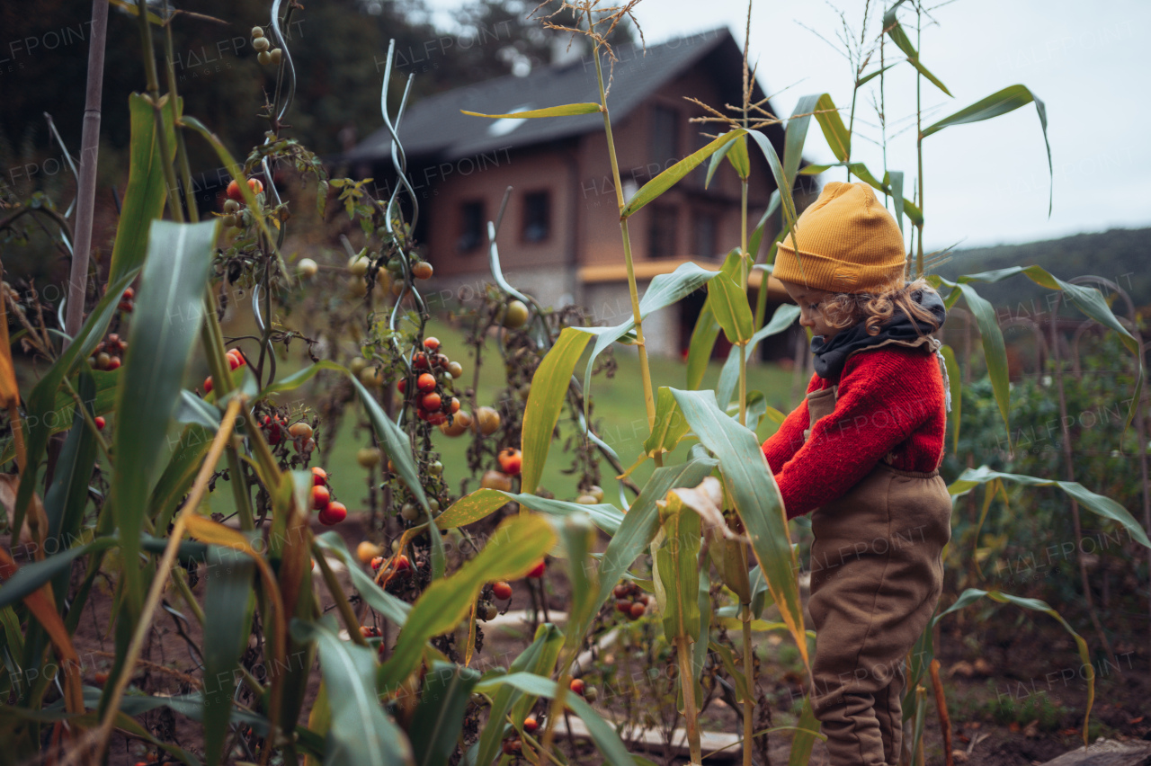 Little girl harvesting bio tomatoes and corns in their family garden.