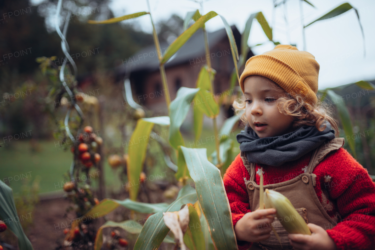 Little girl harvesting bio tomatoes and corns in her basket in a family greenhouse.