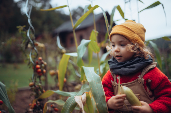 Little girl harvesting bio tomatoes and corns in her basket in a family greenhouse.